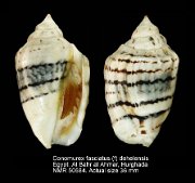 Conomurex fasciatus (f) dehelensis